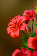 A bright bouquet of red lilies in full bloom with buds, placed in a vase against a dark background. An elegant floral arrangement with contrast, perfect for botanical, romantic or home themes.