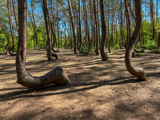 A branch of oddly shaped pines in Crooked Forest, near Gryfino in West Pomeranian Voivodeship,...
