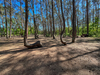 A branch of oddly shaped pines in Crooked Forest, near Gryfino in West Pomeranian Voivodeship,...
