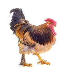One large standing rooster.