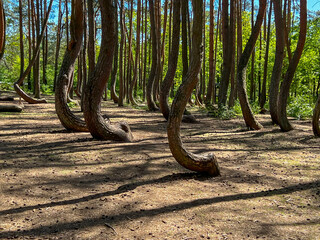 A branch of oddly shaped pines in Crooked Forest, near Gryfino in West Pomeranian Voivodeship,...