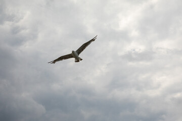 A seagull flies in the sky against a backdrop of thunderclouds. Glarus