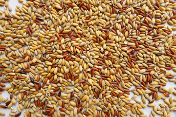Close-Up View of Colorful Mixed Seeds on Surface