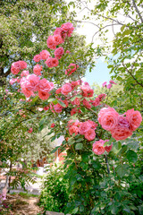 pink flowers in the garden