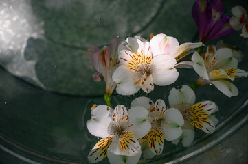 Delicate alstroemeria flowers floating in water inside a metal basin. Soft light and gentle reflections create a tranquil, spa-like atmosphere with a natural touch.
