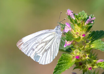 White butterfly on plant with pink flowers