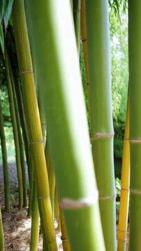 Bamboo stalks create a stunning green backdrop in a peaceful garden setting during a sunny afternoon