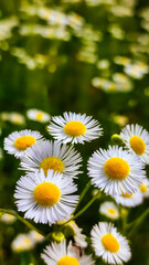 Close up of daisy flower in wild nature field. Daisy Meadow
