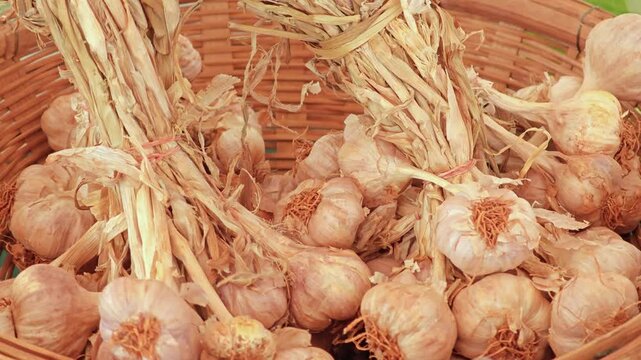 Fresh garlic in the market.