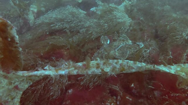 Monk fish swims above the seabed and lies under laminaria on dense thickets of algae, slow motion, Monkfish or Angler fish (Lophius piscatorius)