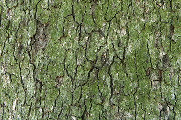 Close-up of a Tree Bark with Green Lichen and Moss
