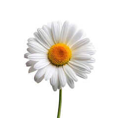 Fototapeta premium daisy flower isolated on transparent background