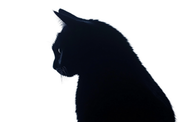 Spooky black cat silhouette cutout perfect for Halloween party decorations isolated on transparent background PNG