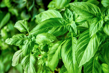 Juicy green basil growing in a pot, large green basil leaves can be used as a background for a culinary theme
