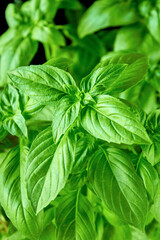 Juicy green basil growing in a pot, large green basil leaves can be used as a background for a culinary theme