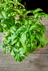 Juicy green basil growing in a pot, large green basil leaves can be used as a background for a...