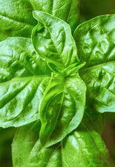 Background of juicy green basil leaves, can be used for culinary themes, green basil growing in a pot