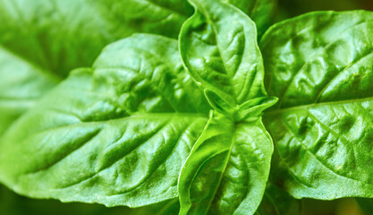 Background of juicy green basil leaves, can be used for culinary themes, green basil growing in a pot