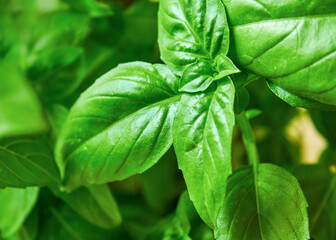 Background of juicy green basil leaves, can be used for culinary themes, green basil growing in a pot