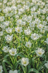 Fototapeta premium lily of the valley in spring