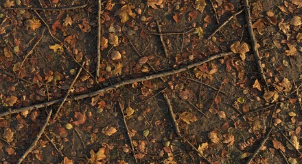 Overhead view of a forest floor densely covered with fallen autumn leaves and scattered intertwining branches