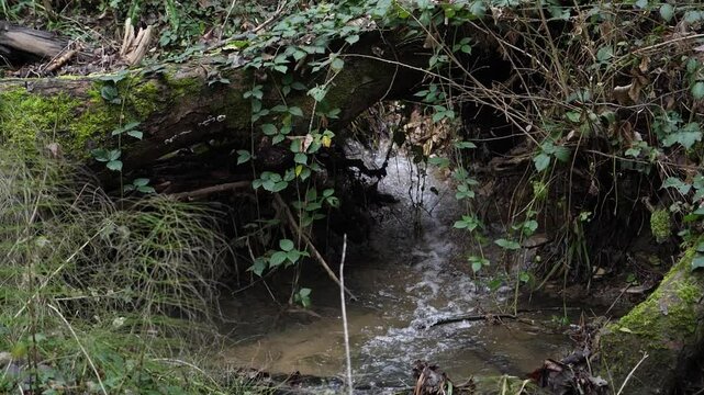 Ruisseau qui traverse la for&ecirc;t
