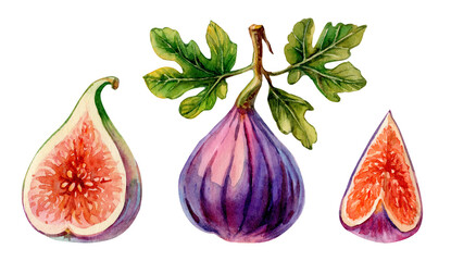 Watercolor depiction of fresh figs including whole fruit, half, and quarter on white background