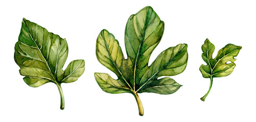 Detailed watercolor illustration of fig leaves showcasing intricate textures and varying sizes
