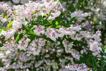Wasp sitting on a flowering bush