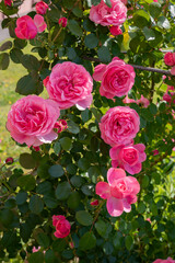 Pink rose flower on a bush. Village and rural life