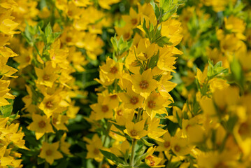 Yellow flower bushes in the field. Village and rural life