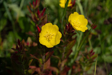Yellow flower bushes in the field. Village and rural life