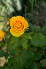 yellow rose flower on a bush. Village and rural life