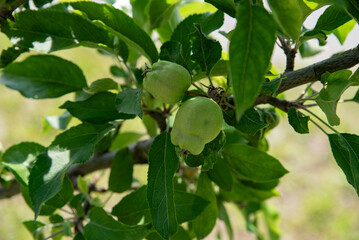 unripe apples on a branch. Rural gardening