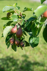 Unripe pear fruits on a branch. Gardening in the village