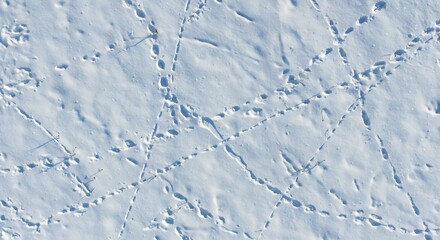 Overhead view of fresh snow covered in crisscrossing animal footprints and slender plant shadows
