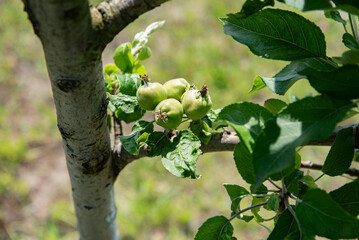 unripe apples on a branch. Rural gardening