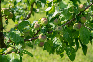 unripe apples on a branch. Rural gardening