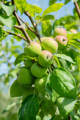 unripe apples on a branch. Rural gardening