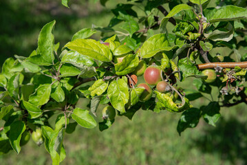 unripe apples on a branch. Rural gardening