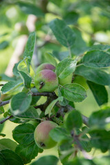 unripe apples on a branch. Rural gardening