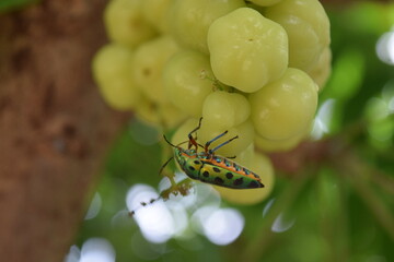 A cute green beetle with black spots on its wings is sitting on a sour star gooseberry fruit