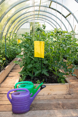 Yellow sticky flying insect glue trap board hanging inside greenhouse. Tomato plants growing in summer. Agriculture pest control concept.