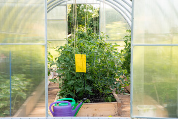 Yellow sticky flying insect glue trap board hanging inside greenhouse. Tomato plants growing in summer. Agriculture pest control concept.