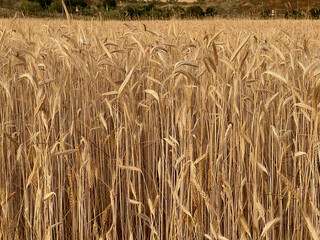 campo sembrado de trigo, visto a ras del suelo, las espigas se levantan firmes despidiendo el día,...