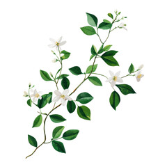 Obraz premium Isolated Green Leaves and White Flowers on Background