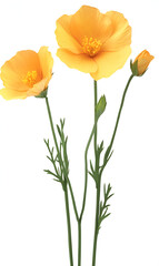 Naklejka premium Two radiant orange poppy blooms and a budding flower showcase natural beauty against a clean white backdrop.