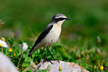 Steinschmätzer - Männchen // Northern wheatear - male (Oenanthe oenanthe) - Mani, Peloponnes, Griechenland