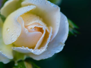 Beautiful white rose adorned with morning dew captured in a garden setting