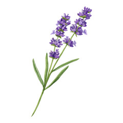 Isolated Lavender Flower with Transparent Background